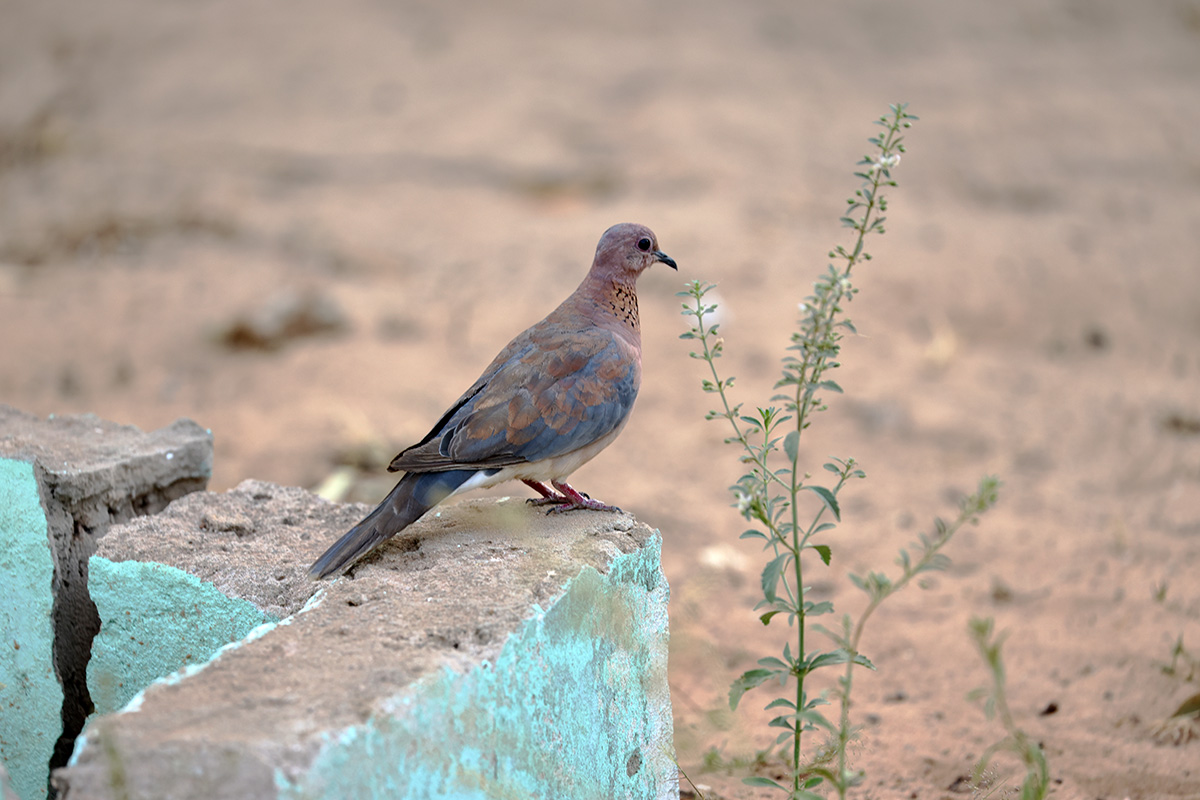Laughing Dove